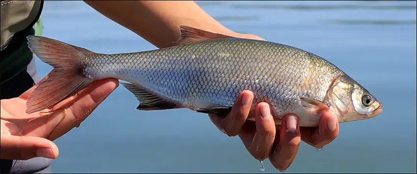 Clear lake hitch by USGS