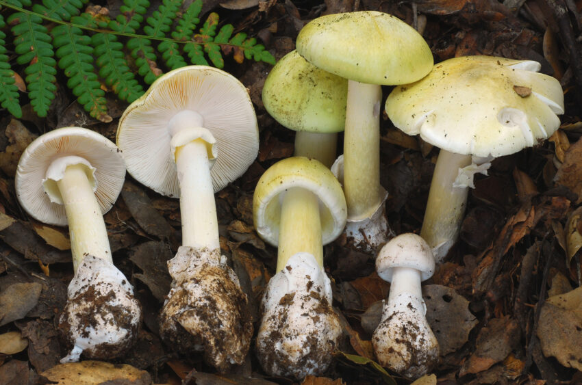 Mushroom Death Cap